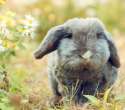 s-Cute-gray-rabbit.jpg