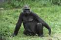 western-lowland-gorilla-female-gerry-ellis.jpg