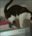 gif - impressive wall cat111.gif