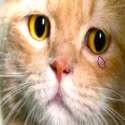 catcri.png
