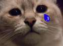 catcry.jpg