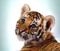 tigerkitteh.jpg
