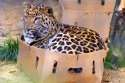 bigkitteh.jpg