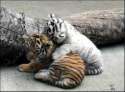 Tigers.jpg