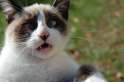 haha_stupid_cat_by_celestemoose.jpg