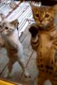 cat-anim-letusin.gif