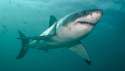 Shark.jpg