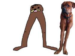 gondola dog.jpg