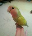 prettynicebird.jpg