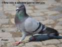 pigeon.jpg