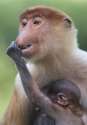 s-Nose-Best.jpg