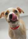 s-Nose-lickin-good.jpg