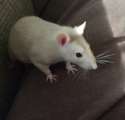 s-ntroduce-you-to-two-of-my-new-rats.jpg