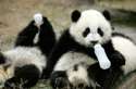 s-nursery-chengdu-research-basen-breeding.jpg