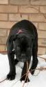 s-Olde-English-Bulldogge.jpg