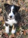 s-old-sheltie-puppy.jpg