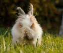 s-On-the-green-grass.jpg