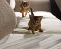s-On-the-hunt..jpg
