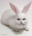 cabbit.jpg