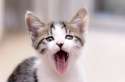 s-Oral-check-up.(1).jpg