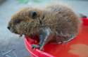 s-Orphaned-baby-beavers.jpg