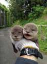 s-Otters.jpg