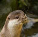 s-Otter-whiskers..jpg