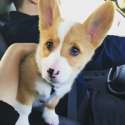 s-Our-puppy-is-only-calm-in-the-car.jpg