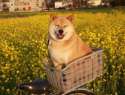 s-Out-on-a-joy-ride.jpg