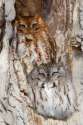 s-Owl-wood-grain.jpg