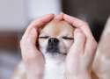 s-Pampered-pup.jpg