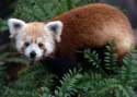s-Panda-patch..jpg