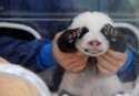 s-Panda-peek-a-boo..jpg