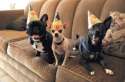 s-Party-animals.jpg