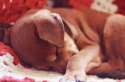 s-Peaceful-pup..jpg