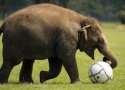 s-Pelephant.jpg