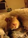 s-Piggy-all-snuggled-up-in-a-blanke.jpg