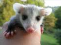 s-Possum-pal..jpg
