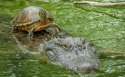 s-potd-terrapin-take.jpg