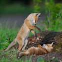 s-Pounce.jpg