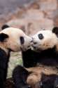 s-Primping-pandas..jpg
