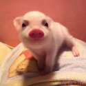 s-Prosh-Little-Pink-Hoofster.jpg