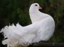 pigeon240.jpg