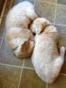 s-Puppy-cuddles.jpg
