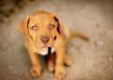 s-Puppy-dog-eyes..jpg