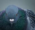 pigeon231.jpg
