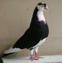 Galati_Roller_Pigeon.jpg