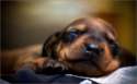 s-Puppy-dreams..jpg