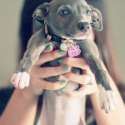s-Puppy-love..jpg