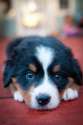 s-Puppy-pal..jpg